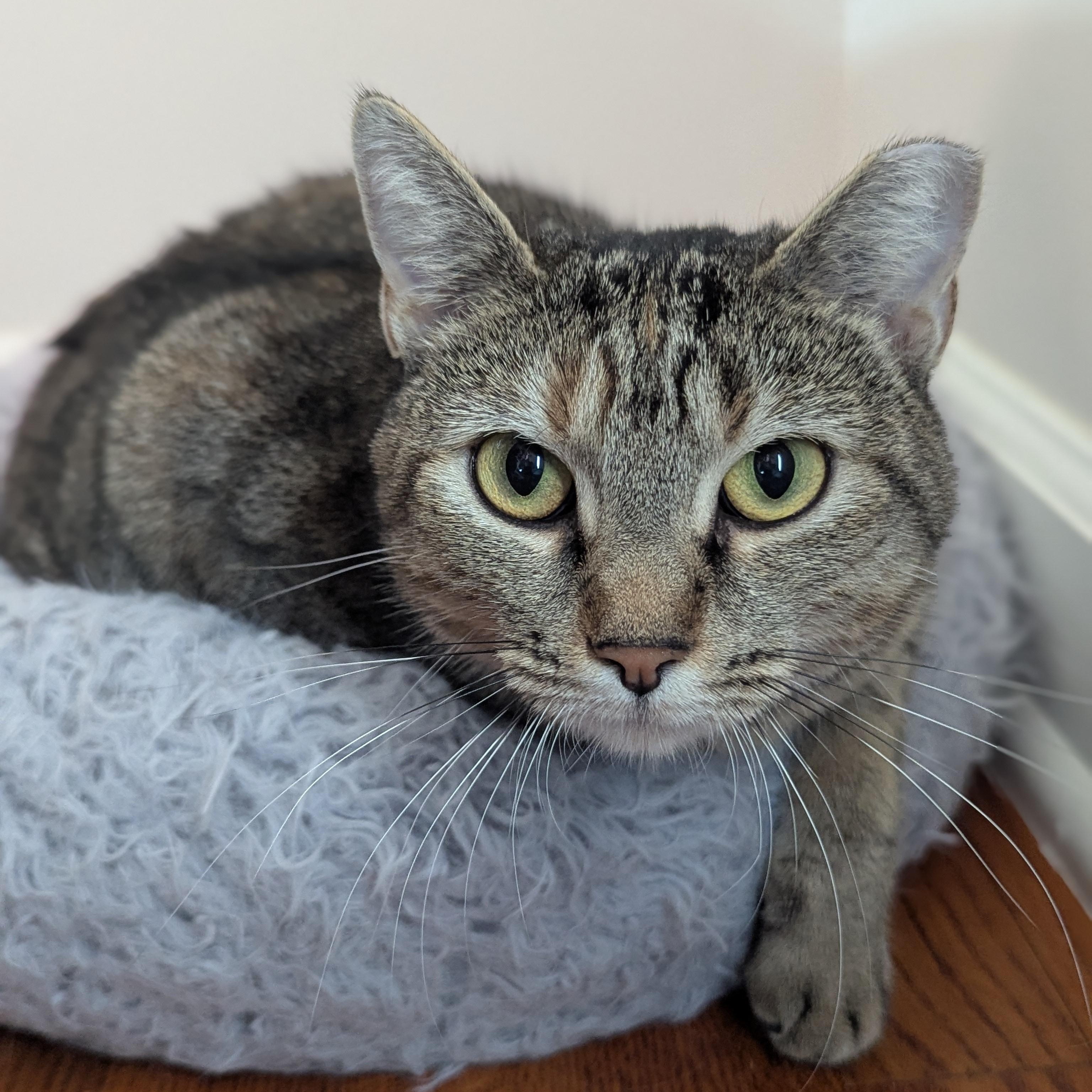 Enlarge Millie, a Adoptable Domestic Short Hair in Charlotte, NC image 2/4