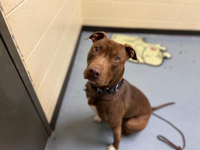 PAWLIDAY, Adoptable, Adult Male Pit Bull Terrier.