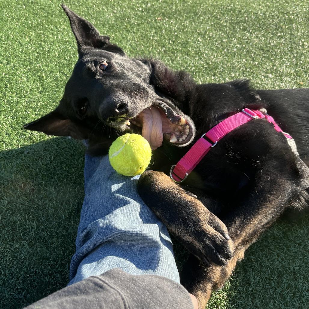 Leo, Adoptable, Adult Male German Shepherd Dog.