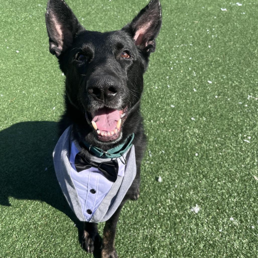 Enlarge Leo, a Adoptable German Shepherd Dog in Brockton, MA image 1/4