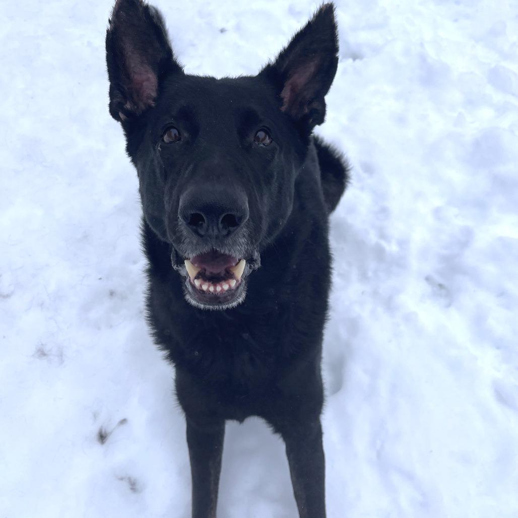 Enlarge Leo, a Adoptable German Shepherd Dog in Brockton, MA image 2/4