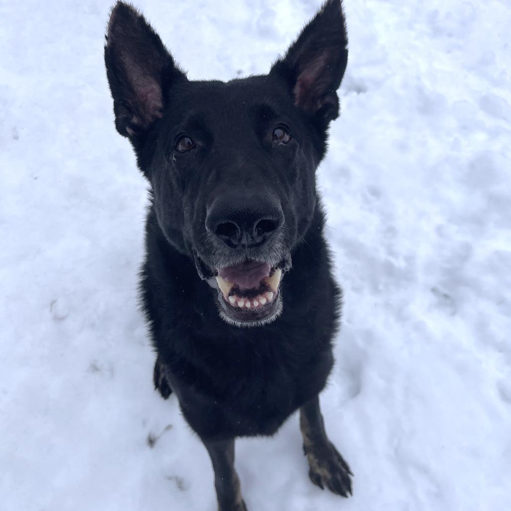 Enlarge Leo, a Adoptable German Shepherd Dog in Brockton, MA image 3/4