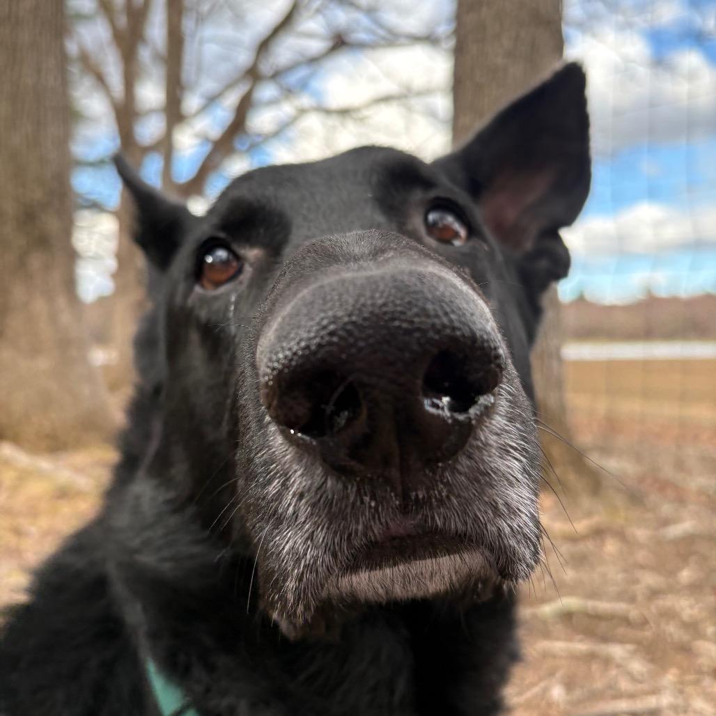 Enlarge Leo, a Adoptable German Shepherd Dog in Brockton, MA image 5/6
