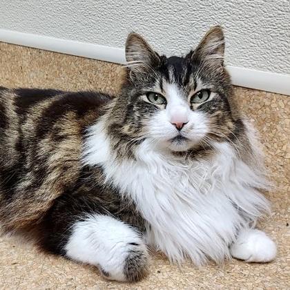 Enlarge Maisy, a Adoptable mixed breed in Burlington, WA image 1/3