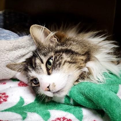 Enlarge Maisy, a Adoptable mixed breed in Burlington, WA image 2/3