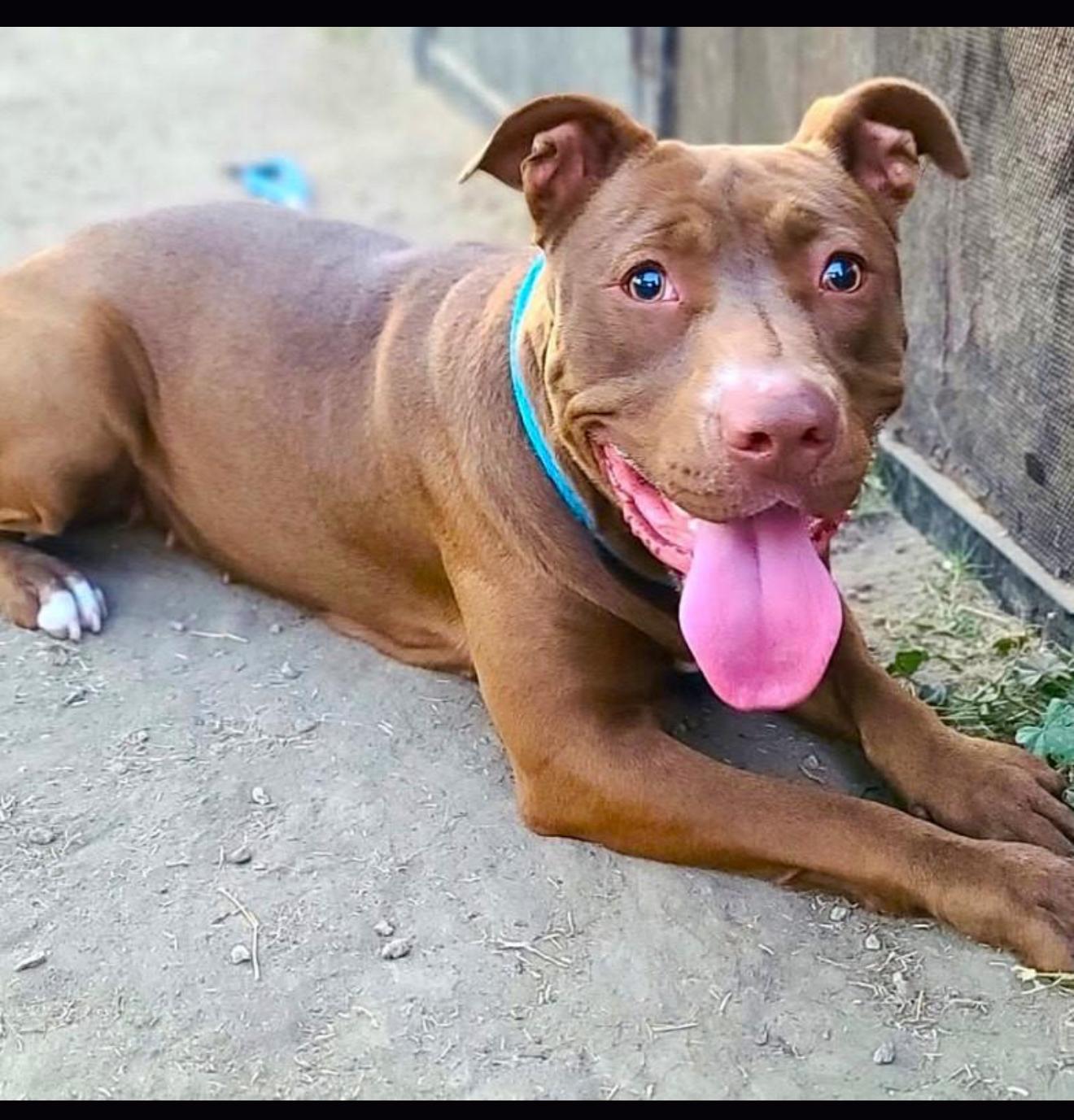 Moosie Girl (contact Rachel), a Adoptable Pit Bull Terrier in Sherman Oaks, CA image 1/4
