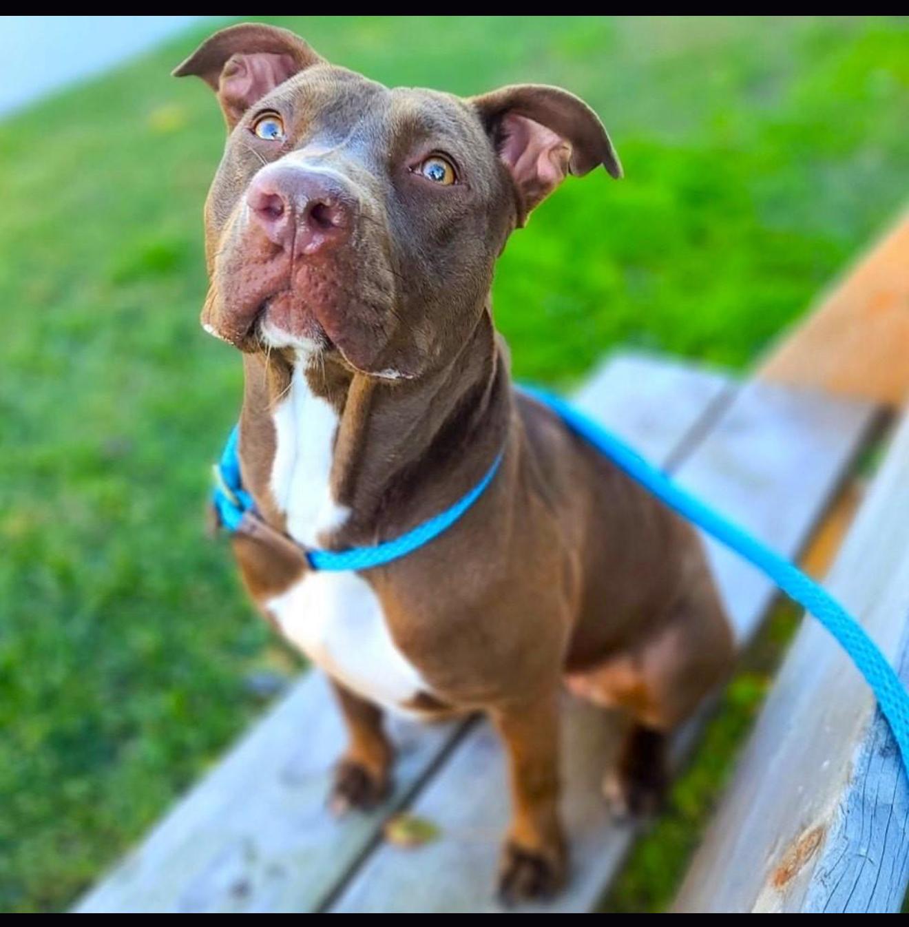 Moosie Girl (contact Rachel), a Adoptable Pit Bull Terrier in Sherman Oaks, CA image 3/4