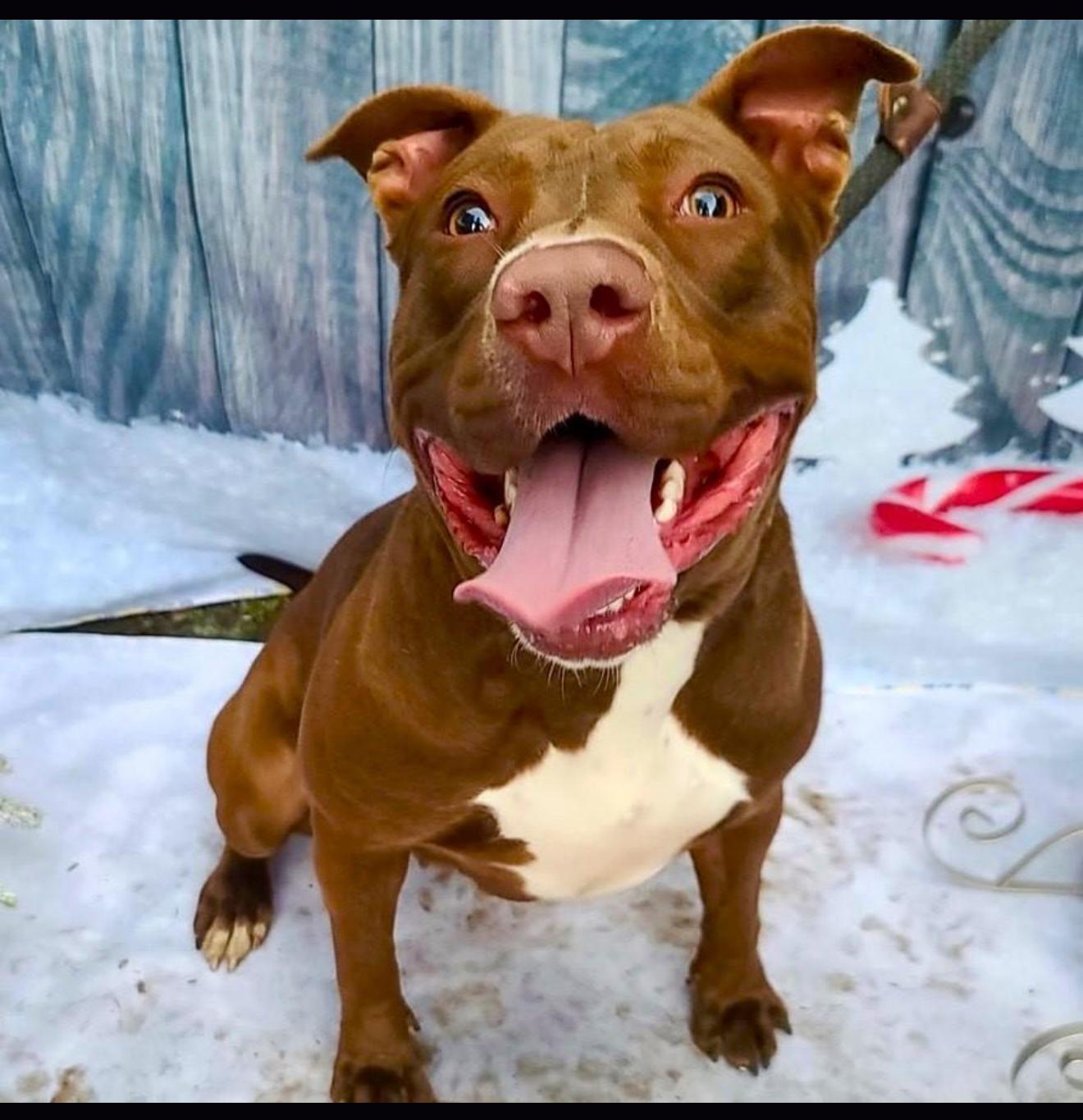 Moosie Girl (contact Rachel), a Adoptable Pit Bull Terrier in Sherman Oaks, CA image 4/4