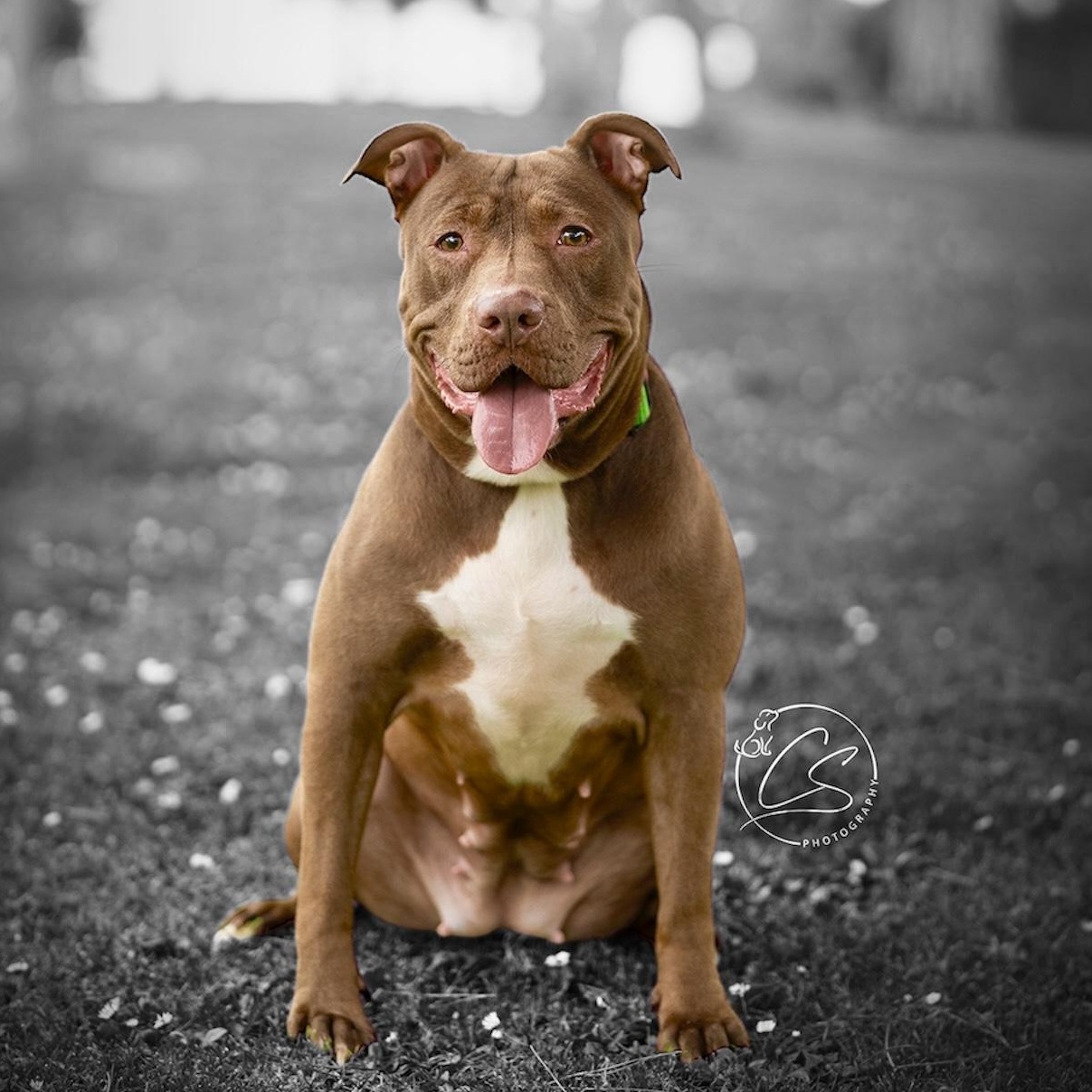 Enlarge Moosie Girl (contact Rachel), a Adoptable Pit Bull Terrier in Sherman Oaks, CA image 3/3
