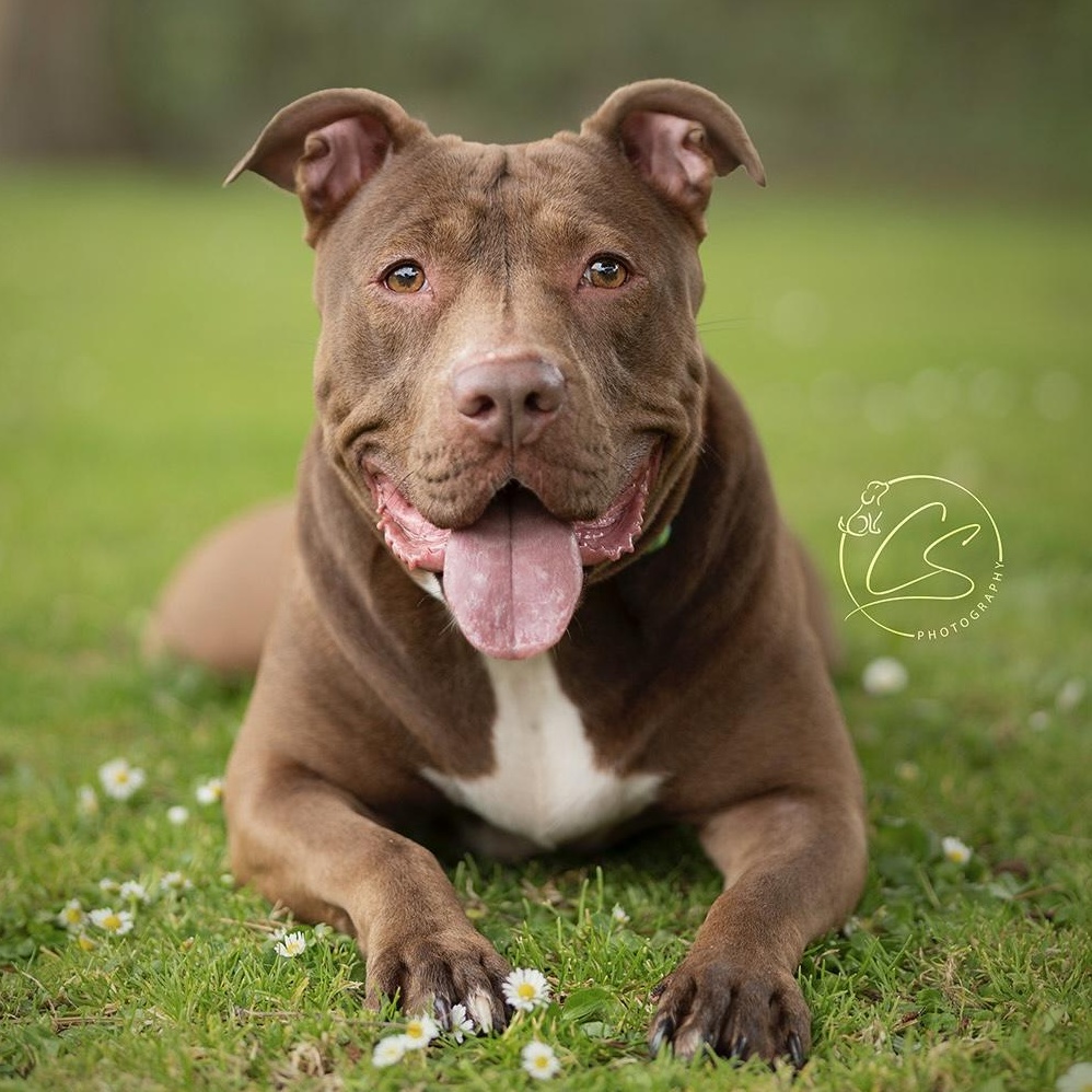 Moosie Girl (contact Rachel), a Adoptable Pit Bull Terrier in Sherman Oaks, CA image 2/4