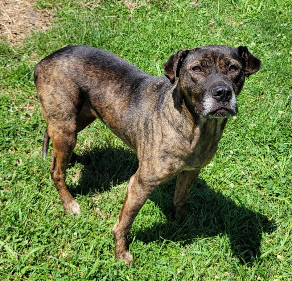 Enlarge Ellie, a ADOPTABLE mixed breed in Lisbon, OH image 1/1