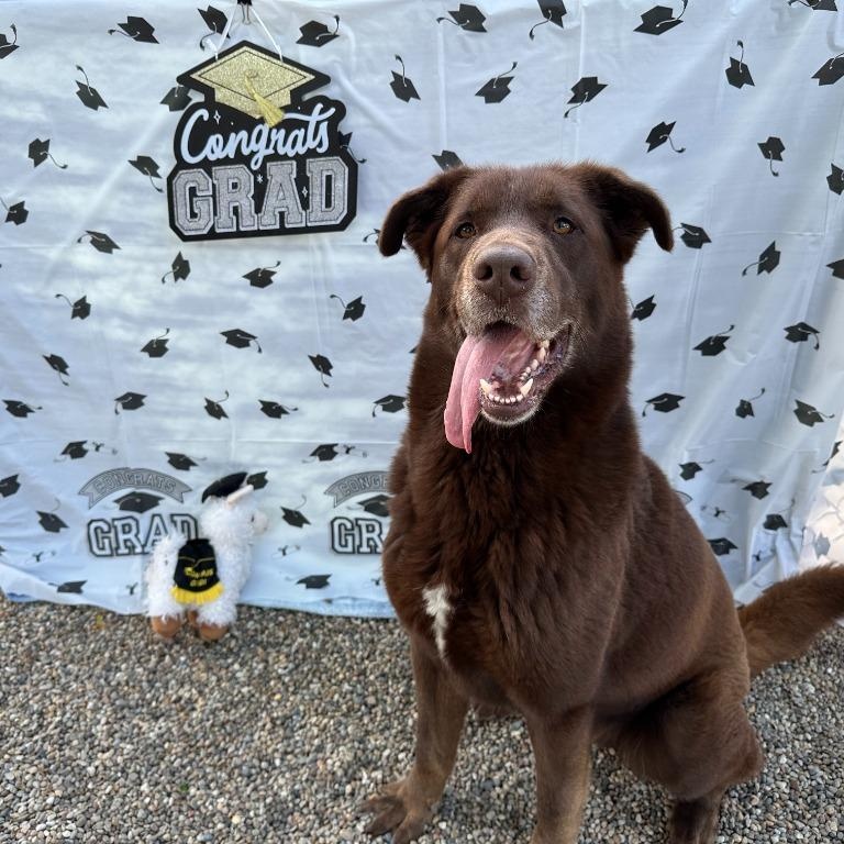 Enlarge Oreo, a Adoptable Chocolate Labrador Retriever in Benld, IL image 2/2