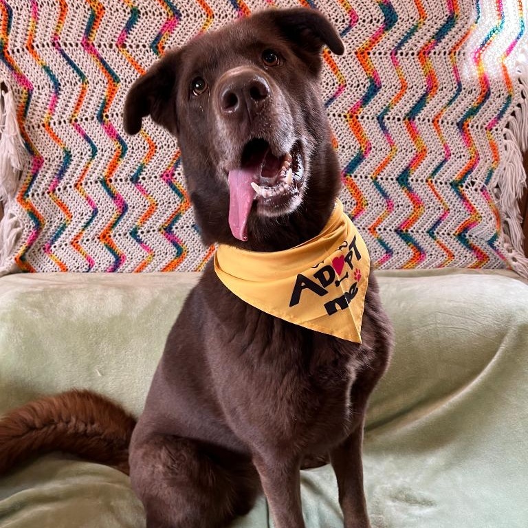 Enlarge Oreo, a Adoptable Chocolate Labrador Retriever in Benld, IL image 1/2