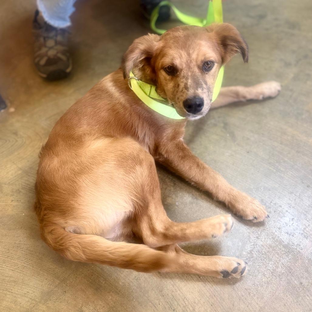 Enlarge Pretty Girl, a Adoptable Mixed Breed in Corinth, MS image 1/1