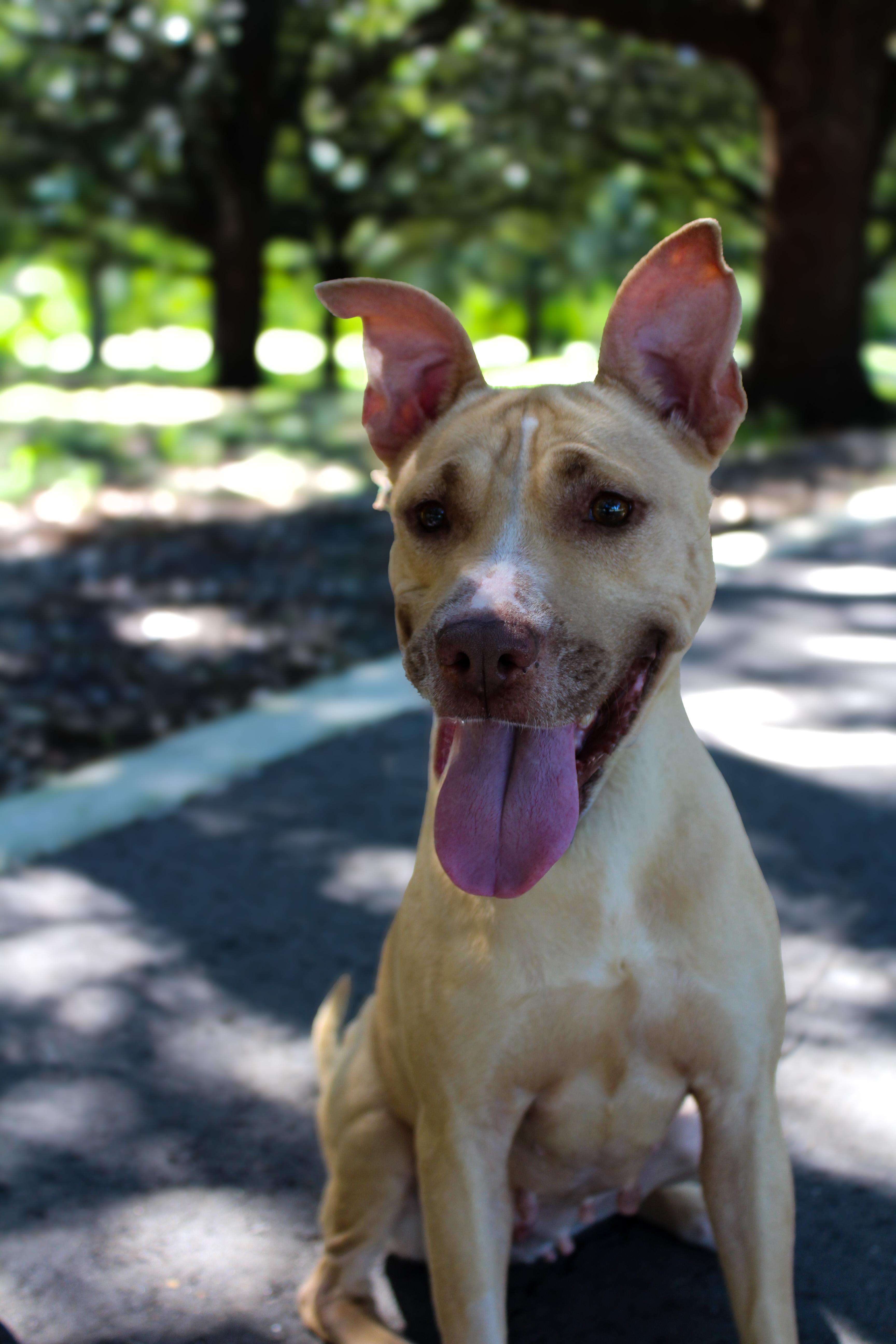 Enlarge PETUNIA / shy and sweet, a Adoptable mixed breed in Metairie, LA image 2/6