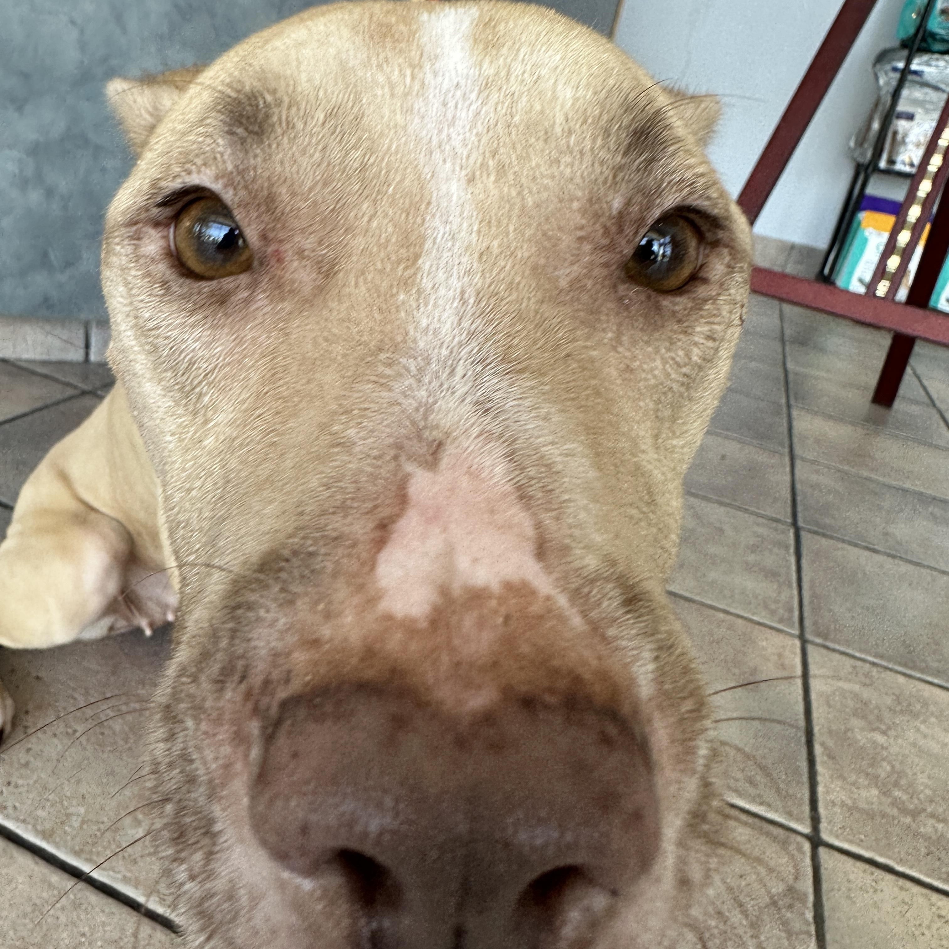 Enlarge PETUNIA / shy and sweet, a ADOPTABLE mixed breed in Metairie, LA image 6/6
