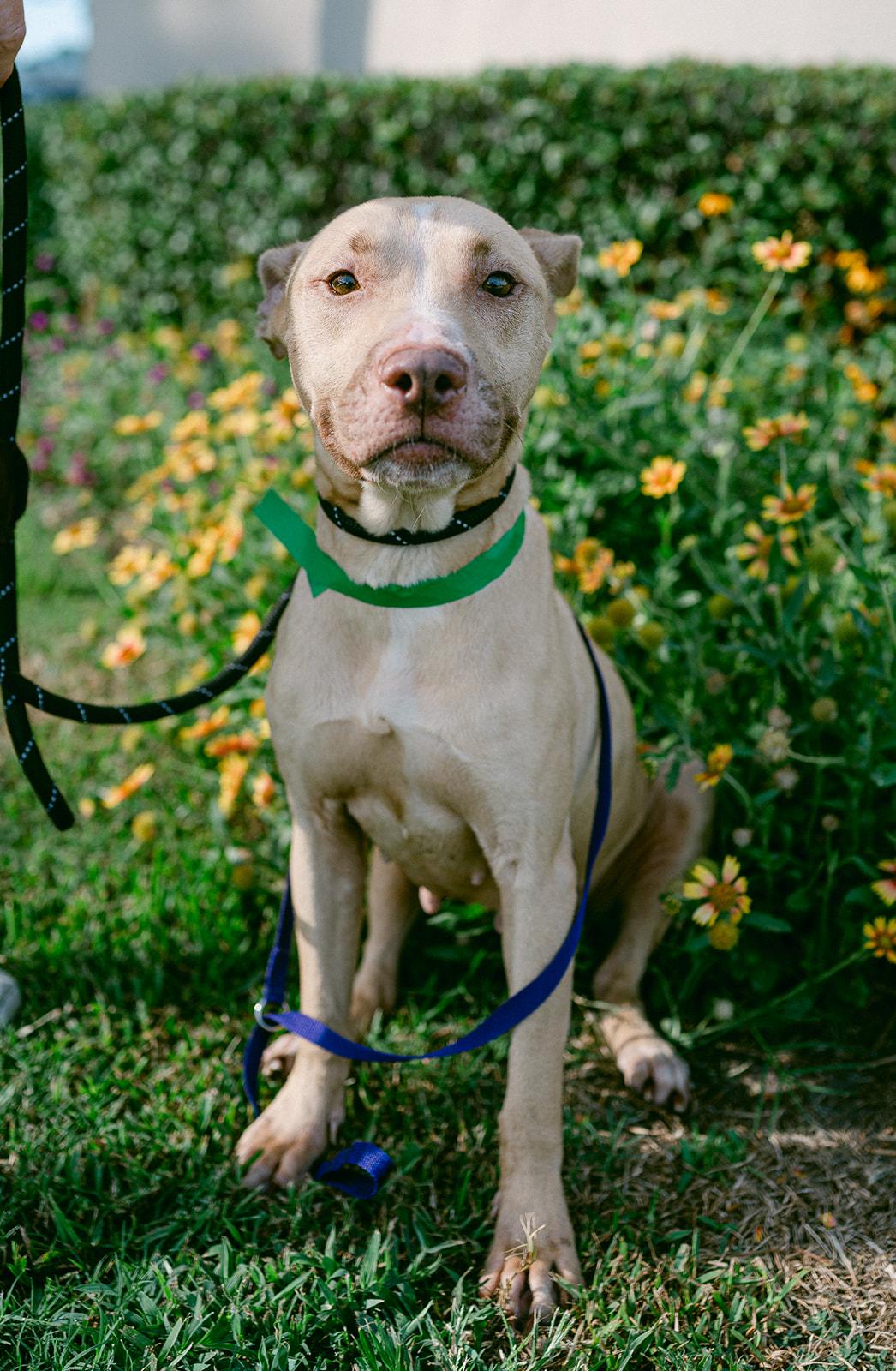 Enlarge PETUNIA / shy and sweet, a ADOPTABLE mixed breed in Metairie, LA image 4/6