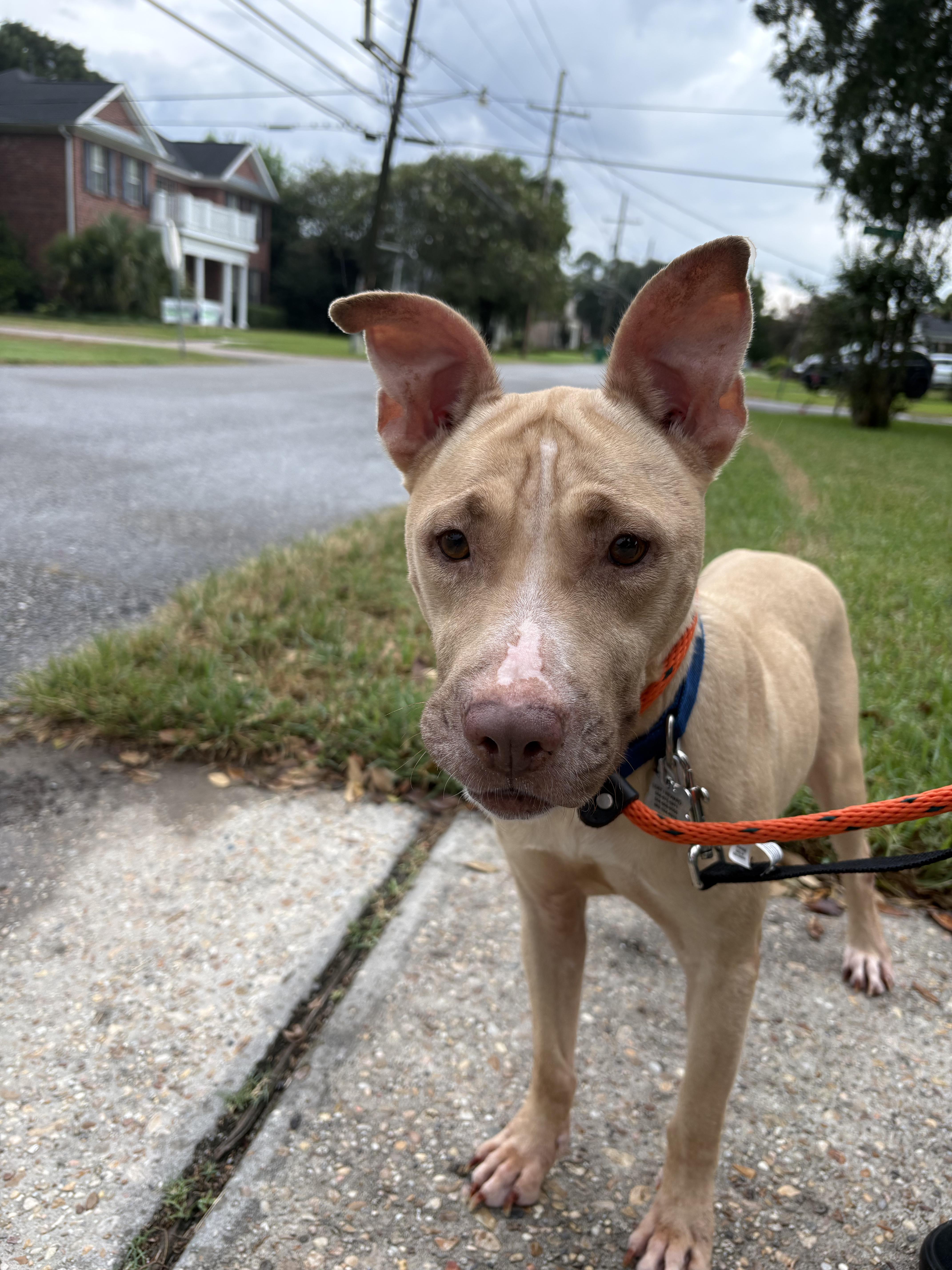 Enlarge PETUNIA / shy and sweet, a ADOPTABLE mixed breed in Metairie, LA image 3/6