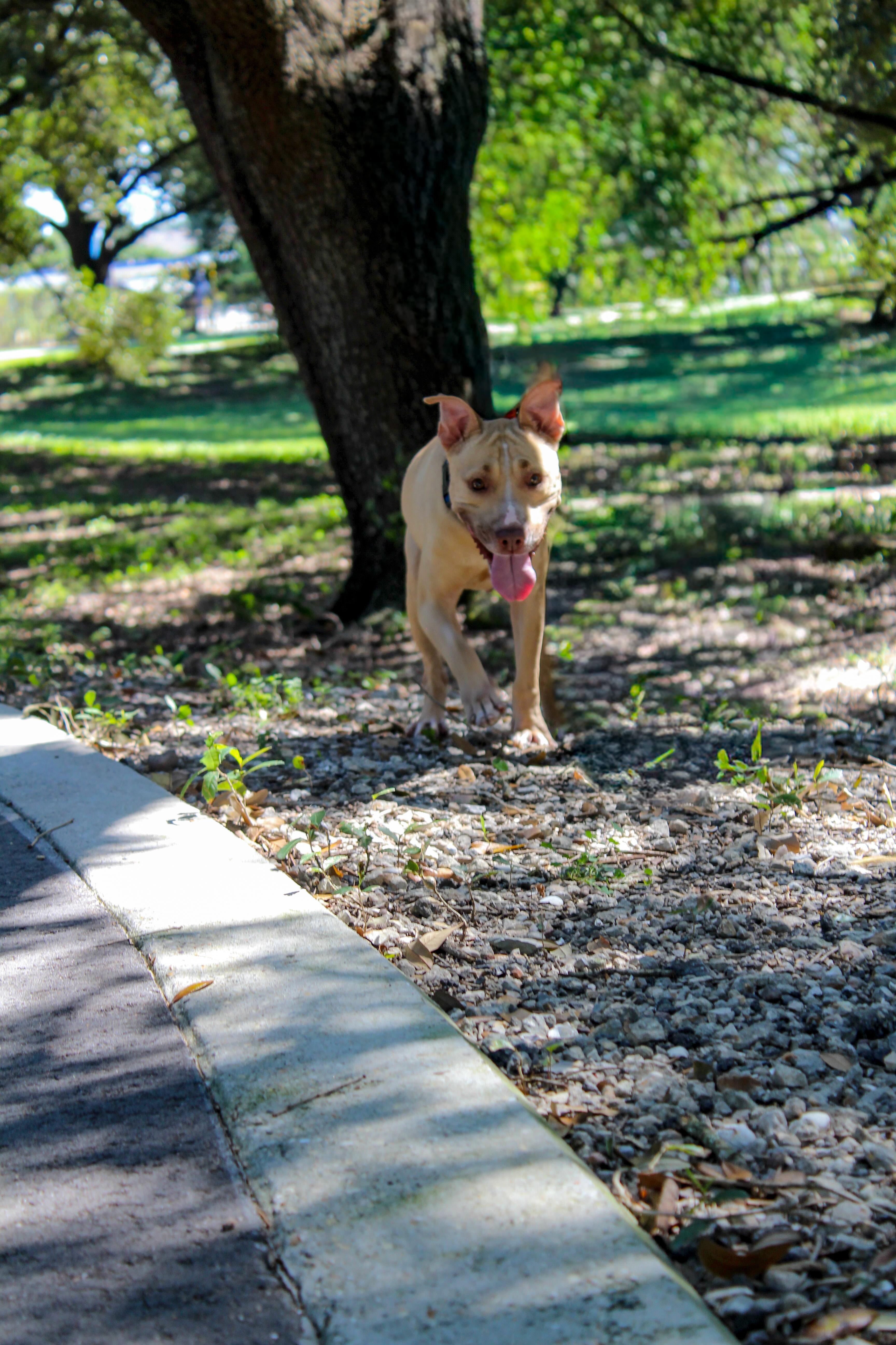 Enlarge PETUNIA / shy and sweet, a Adoptable mixed breed in Metairie, LA image 6/6