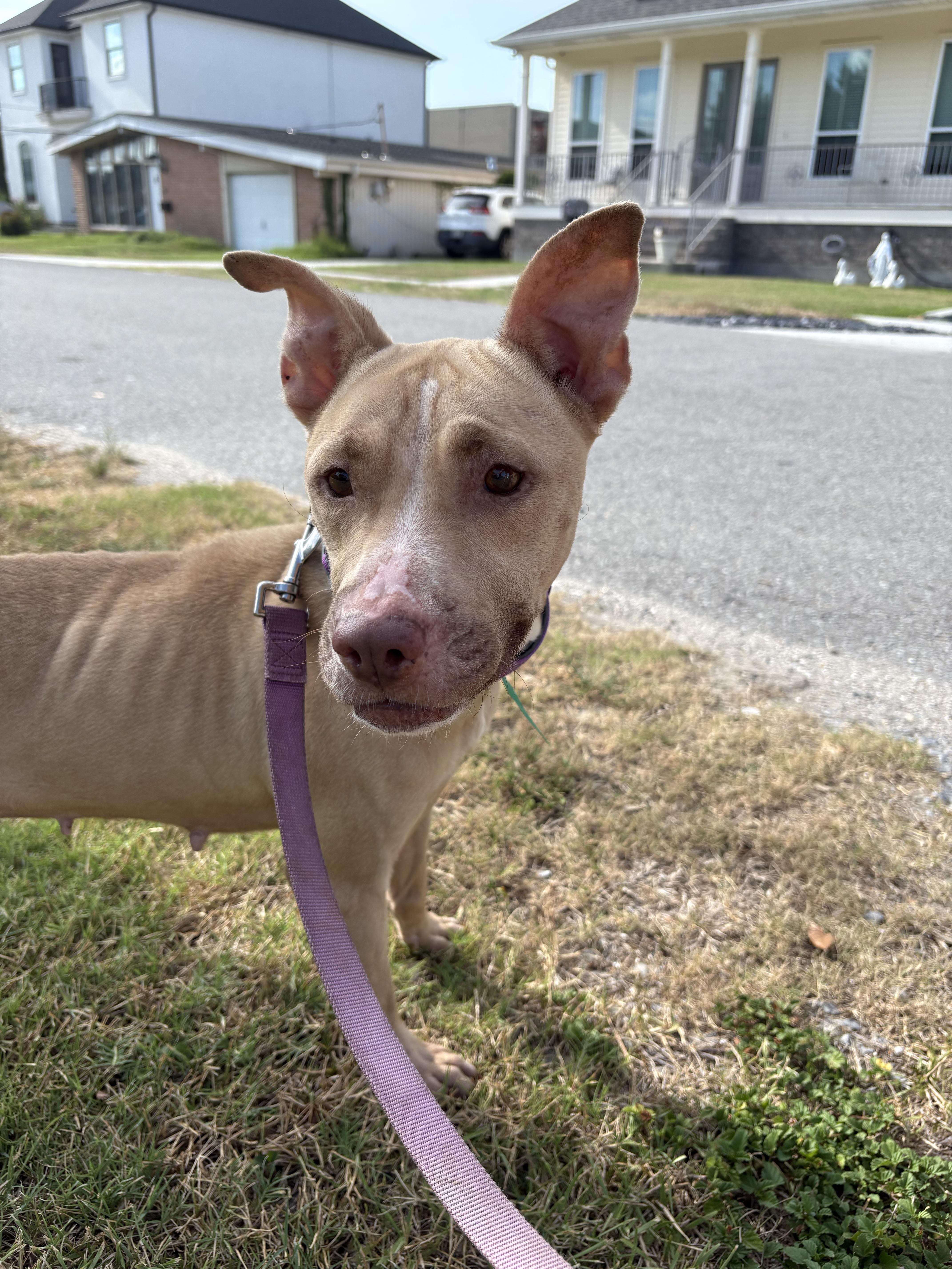 Enlarge PETUNIA / shy and sweet, a ADOPTABLE mixed breed in Metairie, LA image 5/6