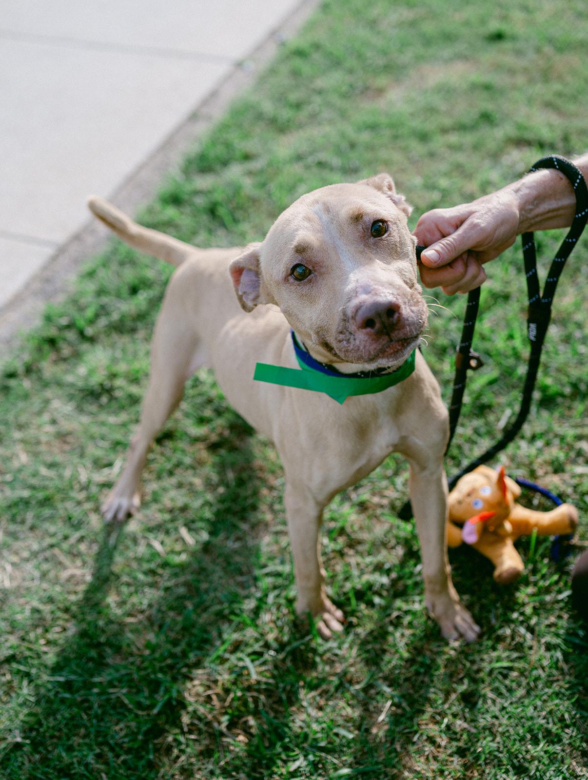 PETUNIA / shy and sweet, ADOPTABLE, Young Female American Staffordshire Terrier.