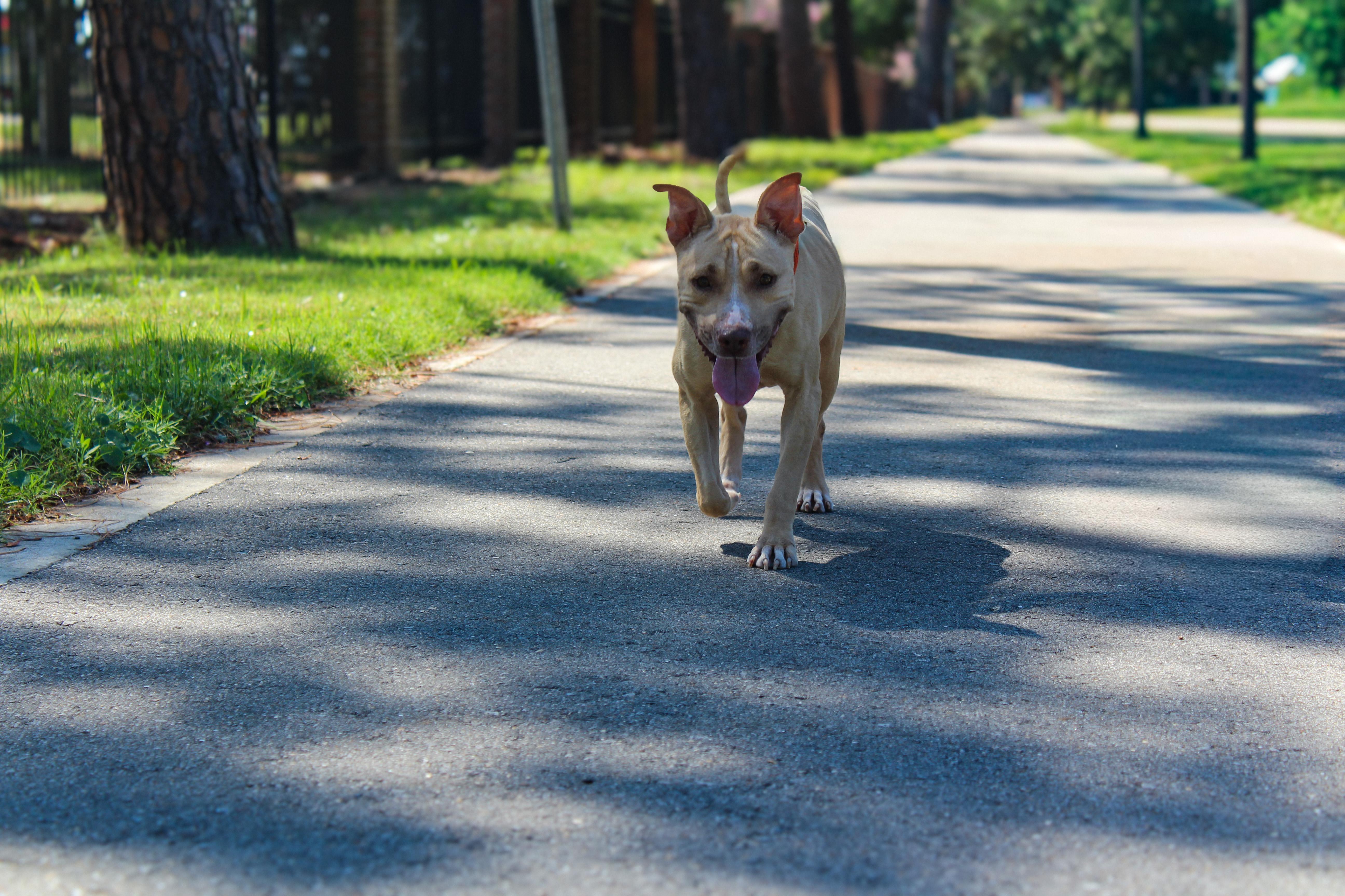 Enlarge PETUNIA / shy and sweet, a Adoptable mixed breed in Metairie, LA image 5/6