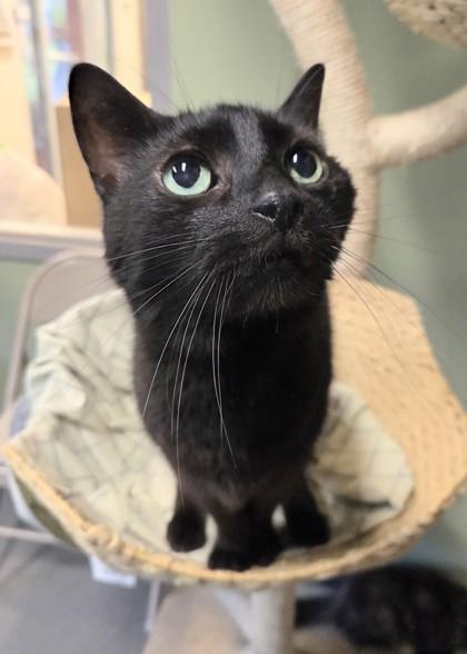 Pooper, Adoptable, Senior Male Domestic Short Hair & Domestic Short Hair.