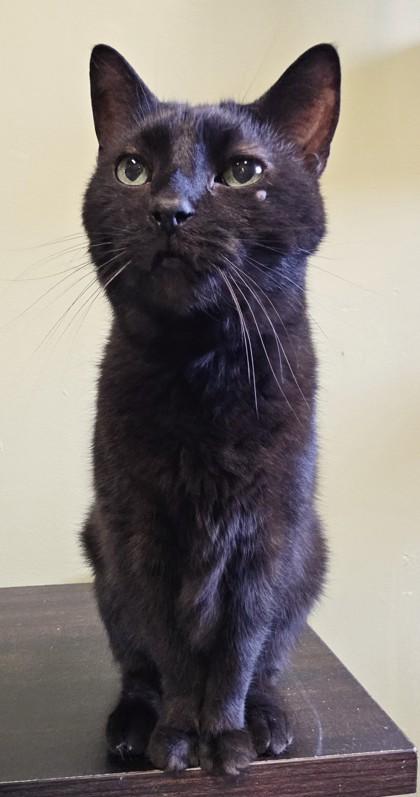 Pooper, a Adoptable mixed breed in South Bend, IN image 2/3