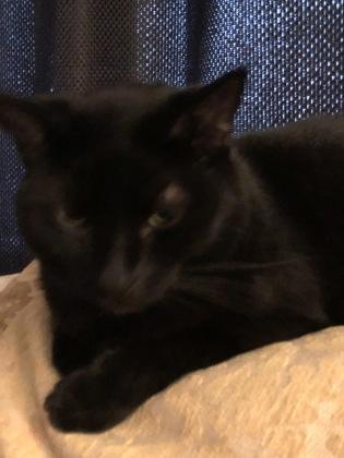 Enlarge Pooper, a Adoptable mixed breed in South Bend, IN image 1/1