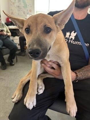 Churro, Adoptable, Puppy Male Shepherd & Mixed Breed.