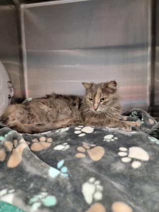 Enlarge Cashmere, a Adoptable mixed breed in Fergus Falls, MN image 2/2