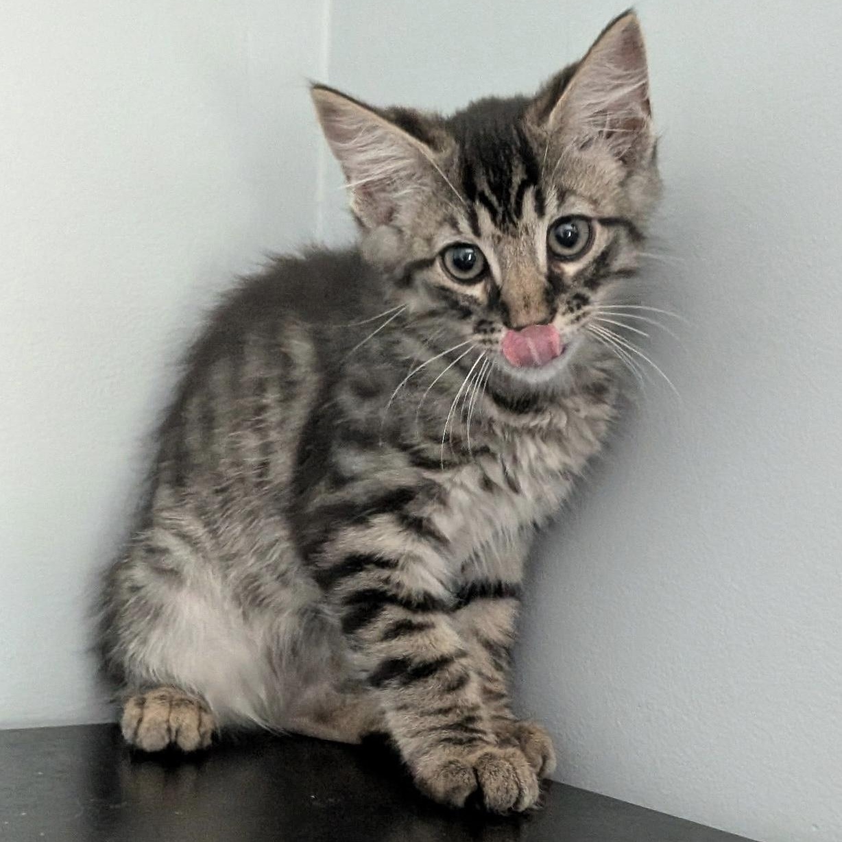 Ross, adopted, Kitten Male Domestic Short Hair.