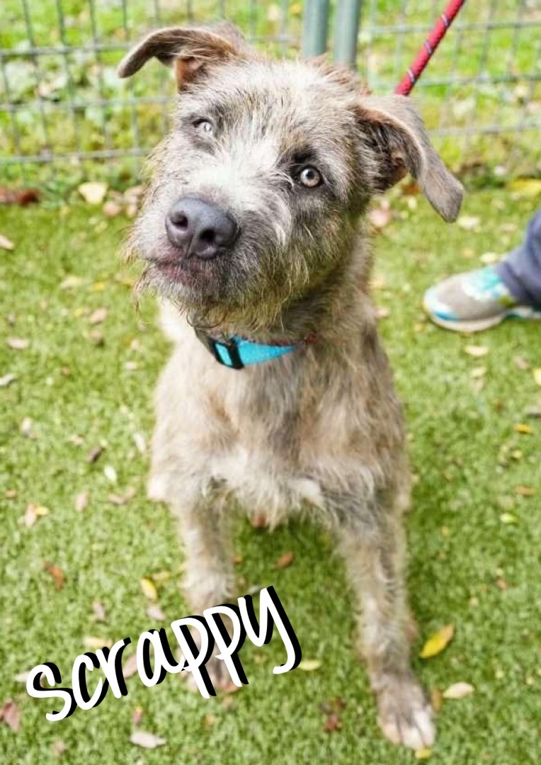 Scrappy (fka Amelia), an adoptable mixed breed in Pembroke Pines, FL image 2/3