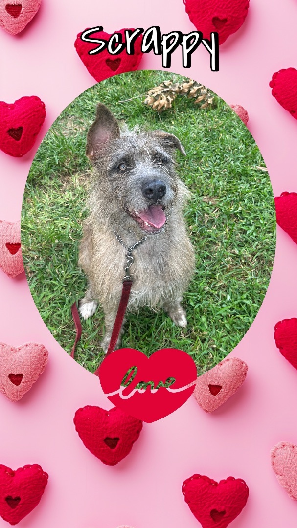 Scrappy (fka Amelia), an adoptable mixed breed in Pembroke Pines, FL image 3/3