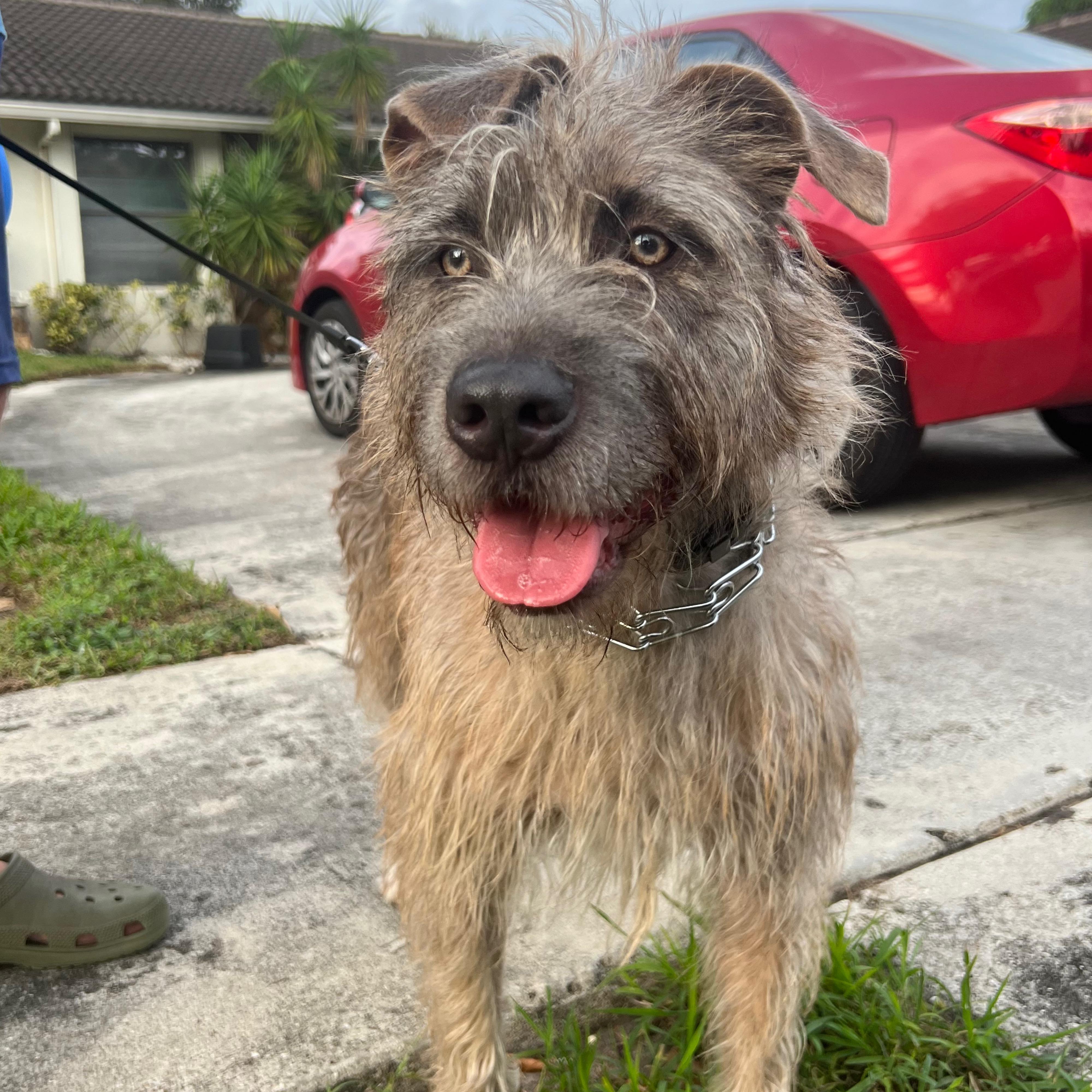 Scrappy (fka Amelia), an adoptable mixed breed in Pembroke Pines, FL image 1/3
