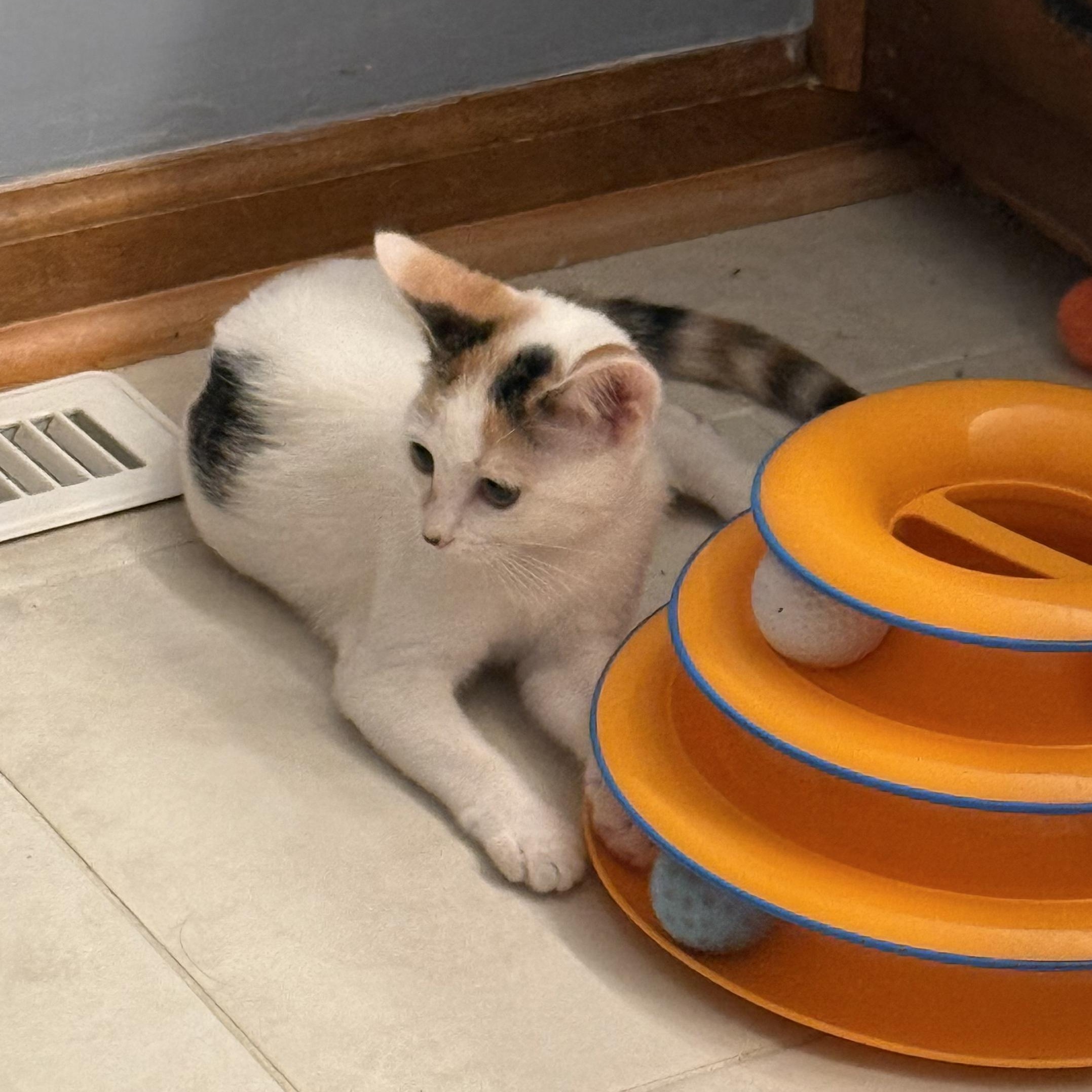 Enlarge Harmony, a Adoptable Domestic Short Hair in Greensboro, NC image 2/3