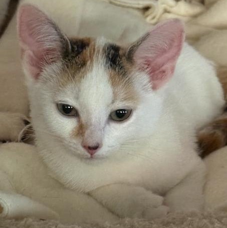 Enlarge Harmony, a Adoptable Domestic Short Hair in Greensboro, NC image 3/3