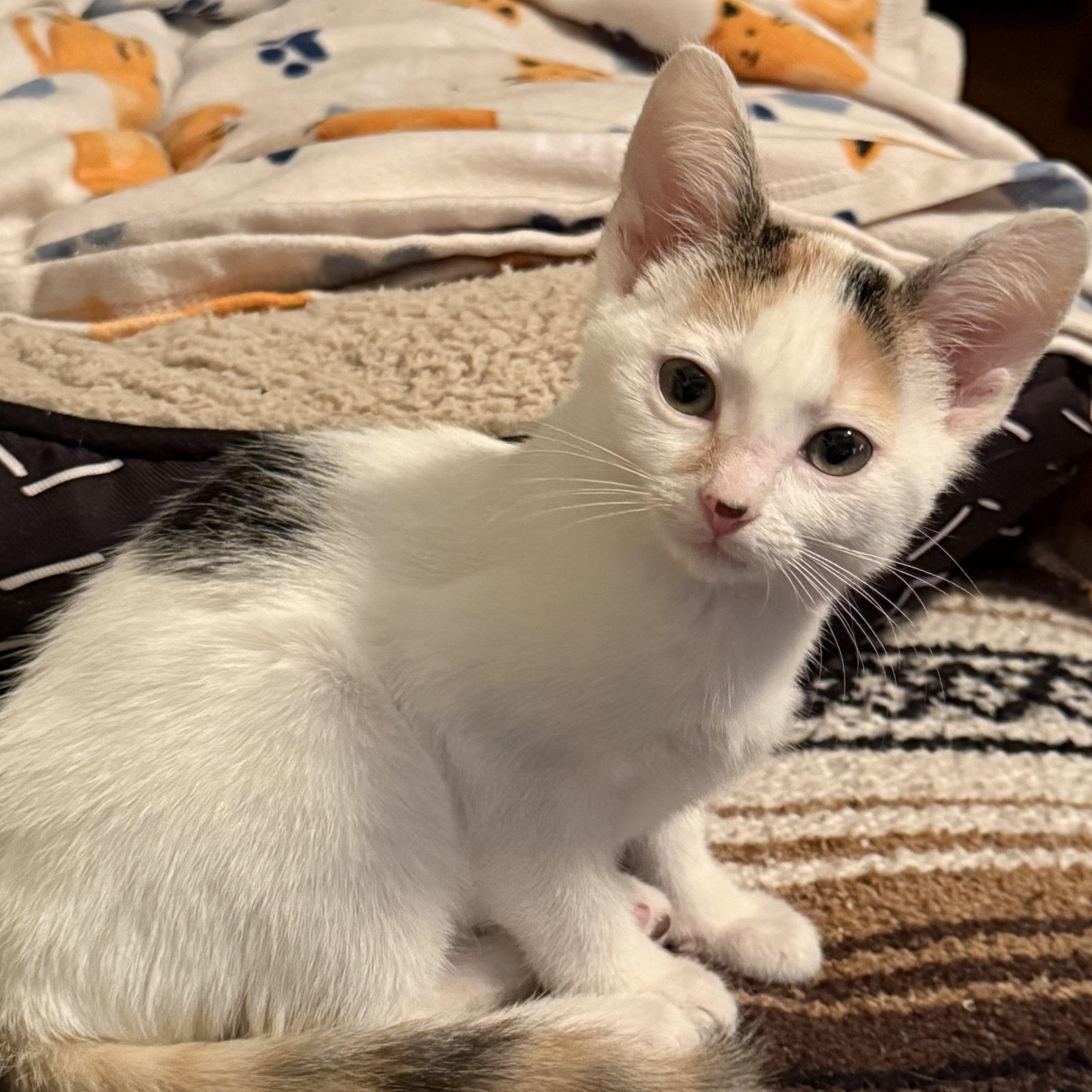 Harmony, Adoptable, Kitten Female Domestic Short Hair.