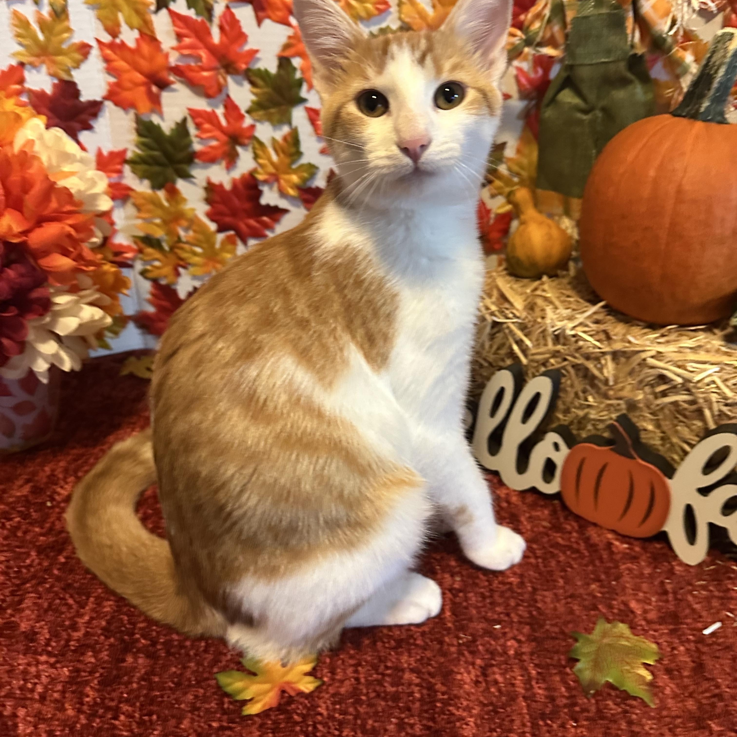 Penny, Adoptable, Young Female Domestic Short Hair.