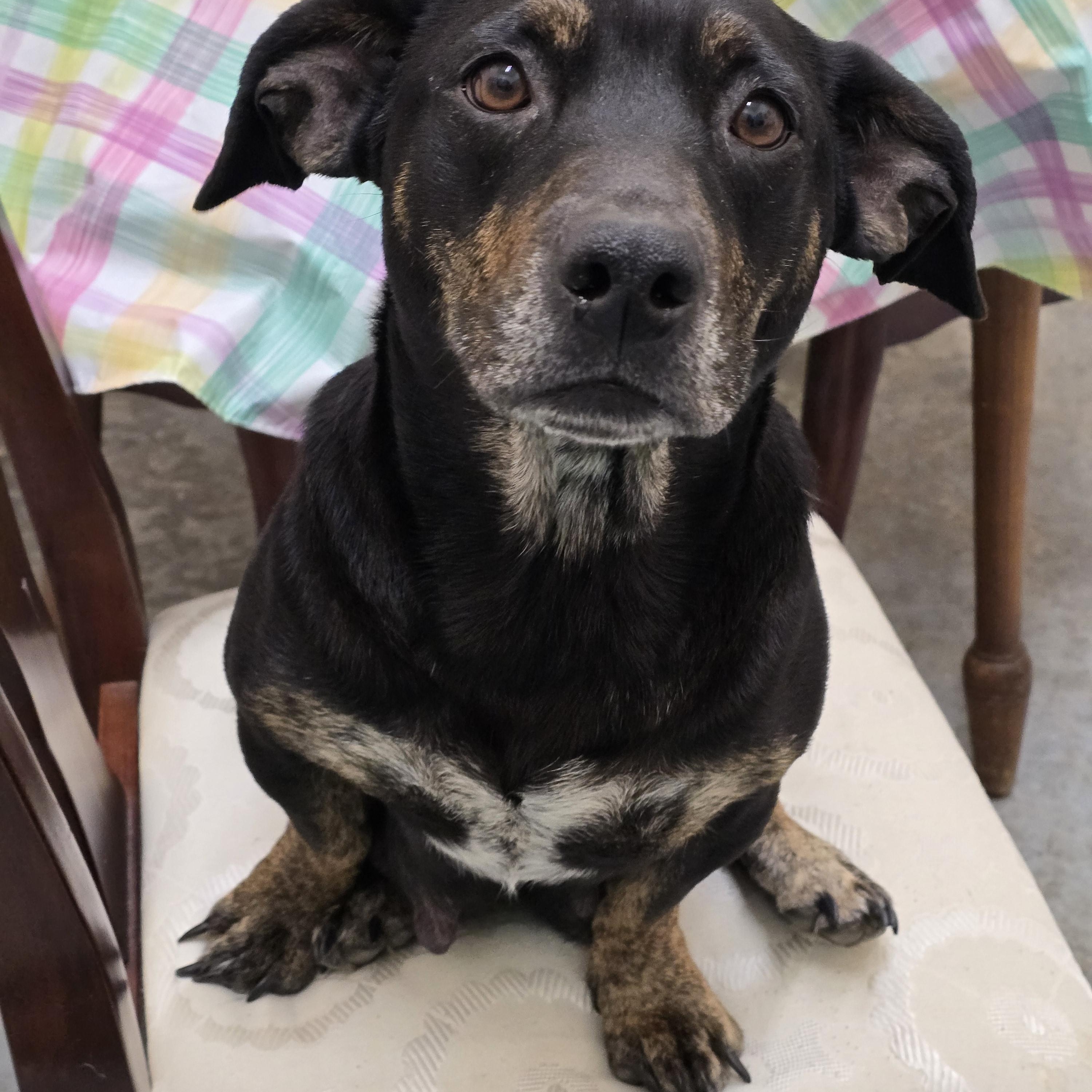 Enlarge Momma Dachs, an adopted mixed breed in Dandridge, TN image 1/2