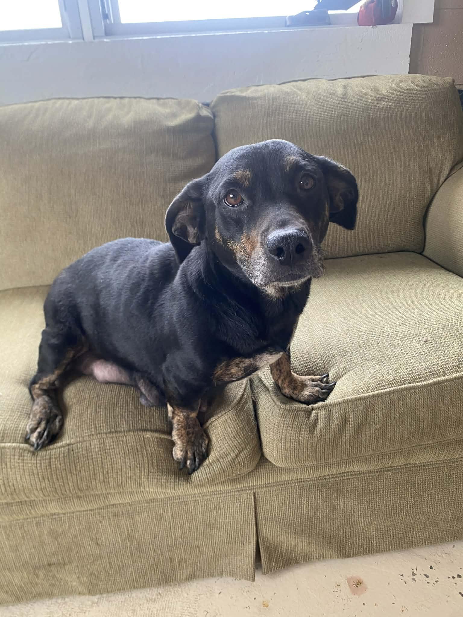 Enlarge Momma Dachs, an adopted mixed breed in Dandridge, TN image 2/2