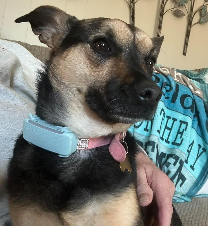 Enlarge Lexy $450, a Adoptable mixed breed in Milwaukee, WI image 1/5