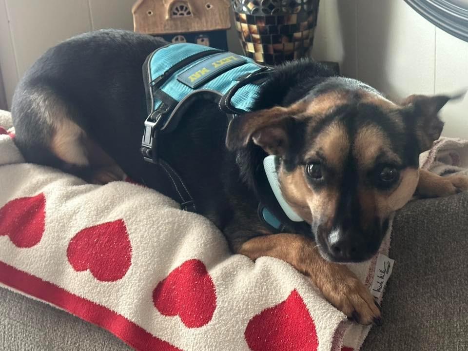 Enlarge Lexy $450, a Adoptable mixed breed in Milwaukee, WI image 2/5