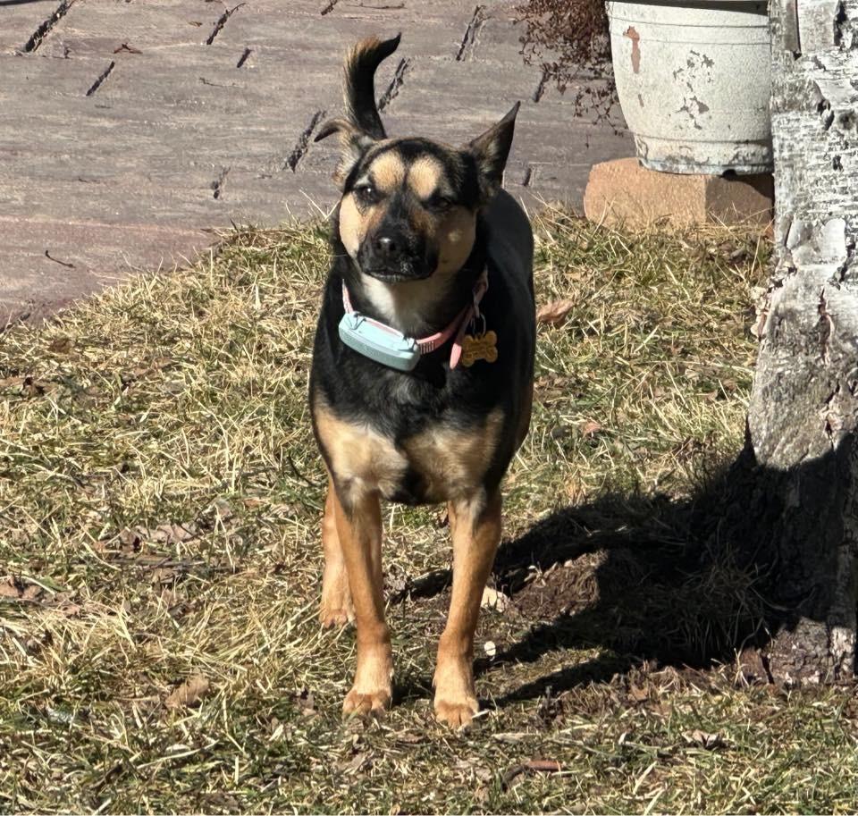 Enlarge Lexy $450, a Adoptable mixed breed in Milwaukee, WI image 4/5