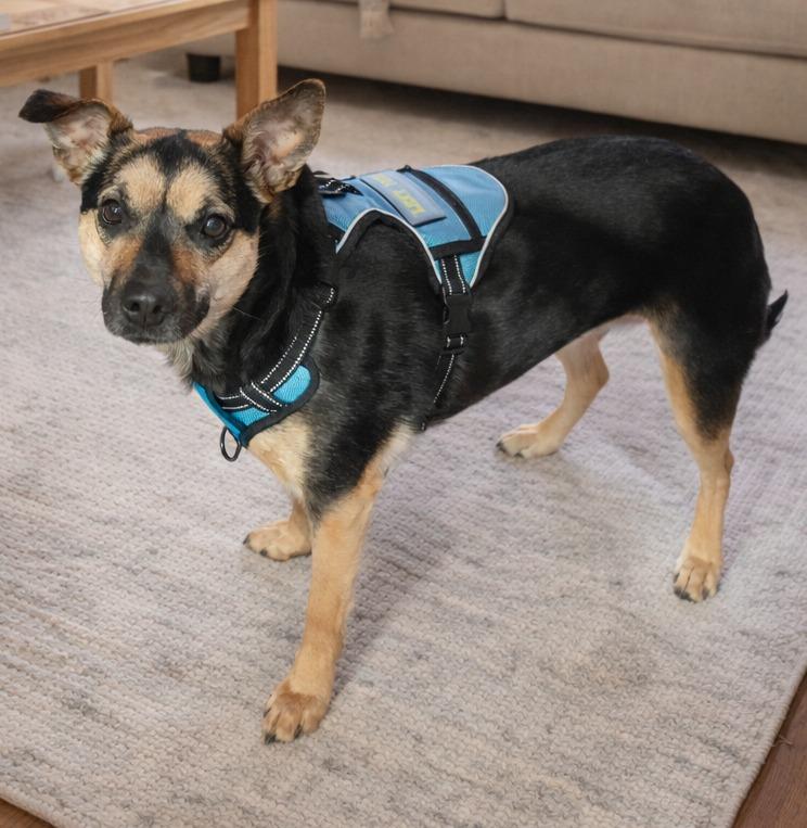 Enlarge Lexy $450, a Adoptable mixed breed in Milwaukee, WI image 5/5