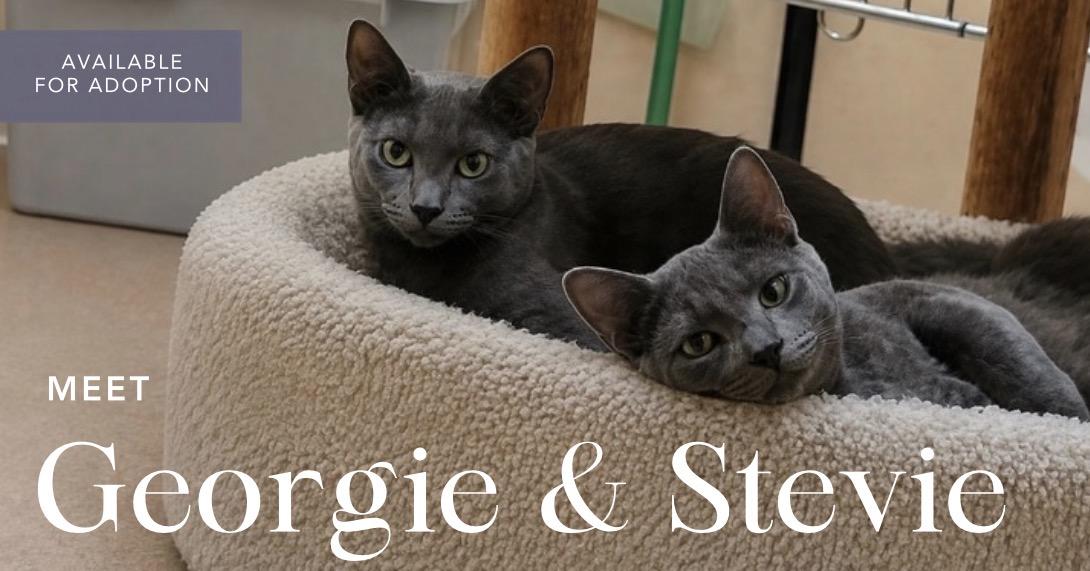 Georgie and Stevie (bonded pair), Adoptable, Young Female Domestic Short Hair.