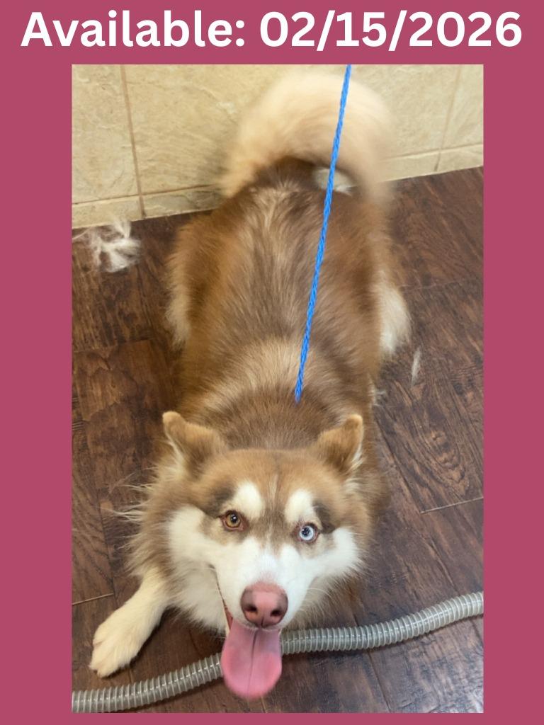 Dog Kennel #35, Adoptable, Adult Female Husky & Mixed Breed.