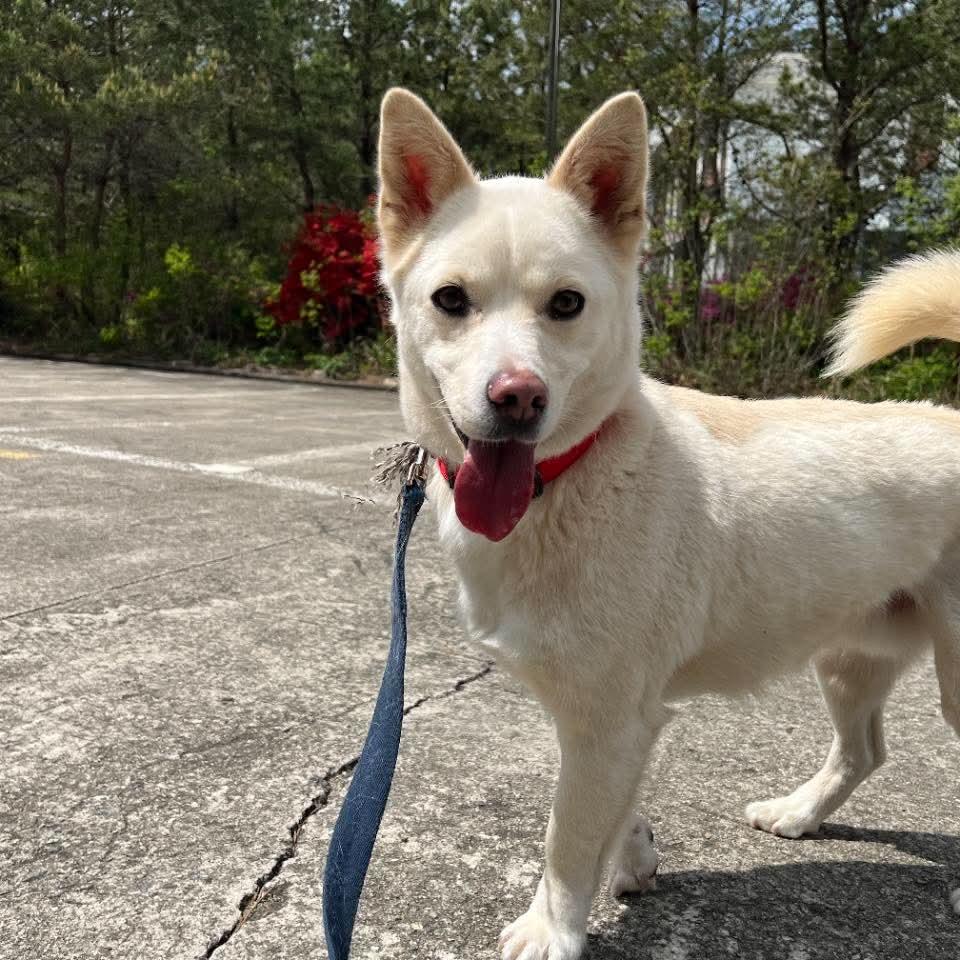 Enlarge Buddle, a Adoptable Jindo in Northbrook, IL image 1/5