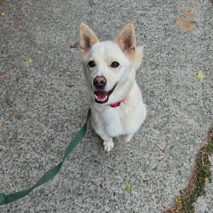 Enlarge Buddle, a Adoptable Jindo in Northbrook, IL image 2/5