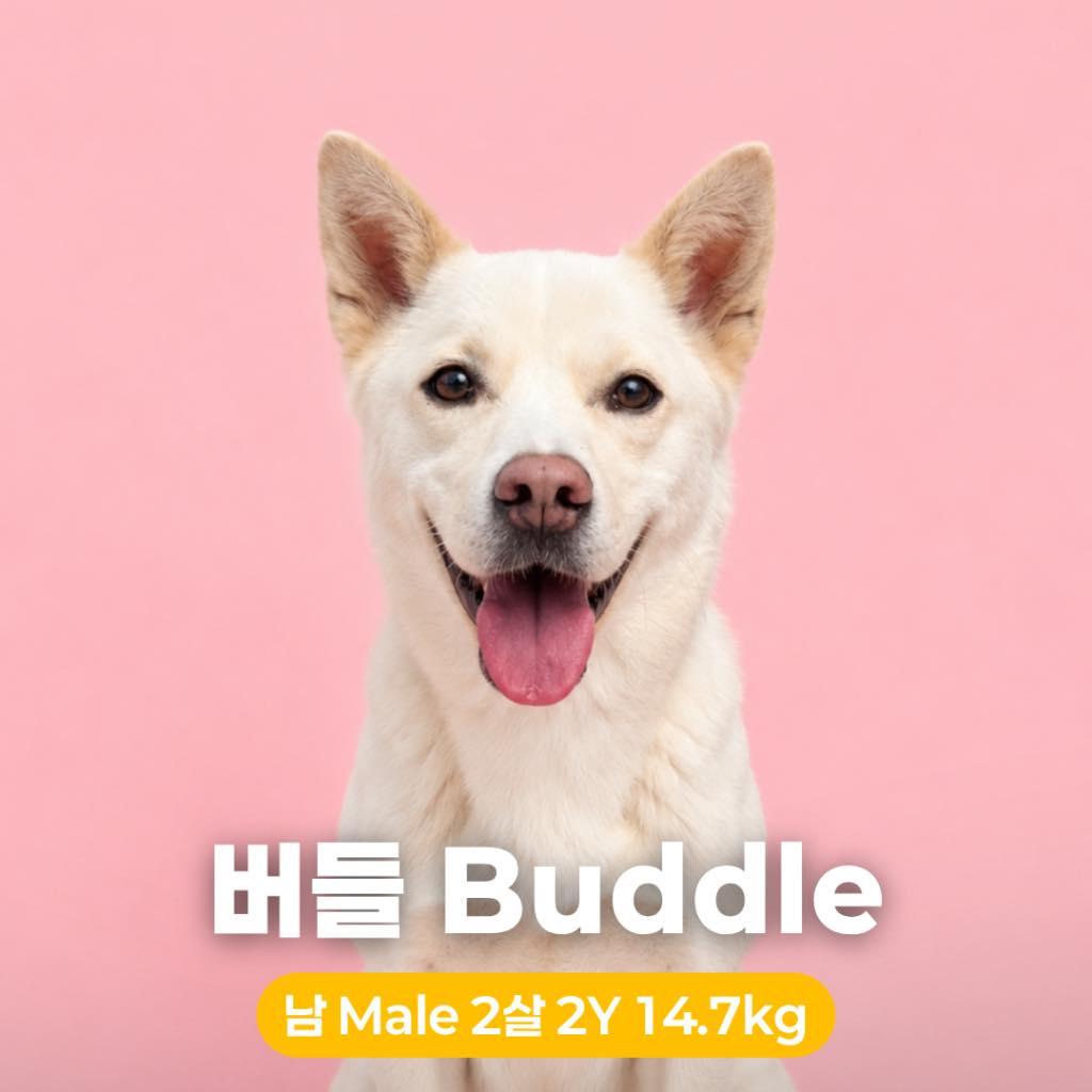 Enlarge Buddle, a Adoptable Jindo in Northbrook, IL image 3/5